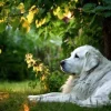 Great Pyrenees