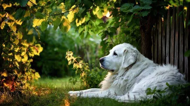 Great Pyrenees