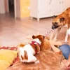 Pet Sitting