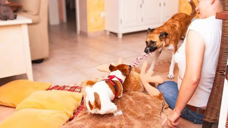 Pet Sitting